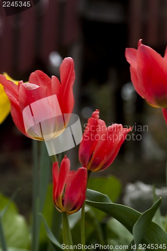 Image of tulips