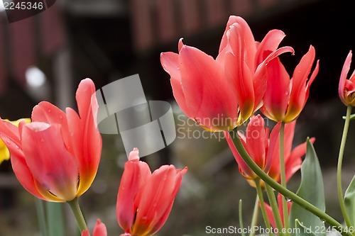 Image of tulips