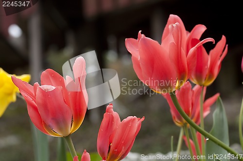 Image of tulips