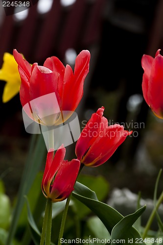 Image of tulips