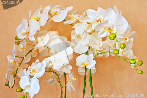 Image of white orchid