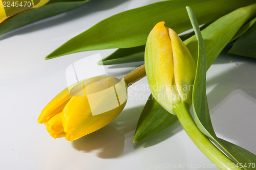 Image of Yellow tulip