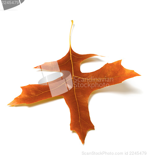 Image of Autumn oak leaf