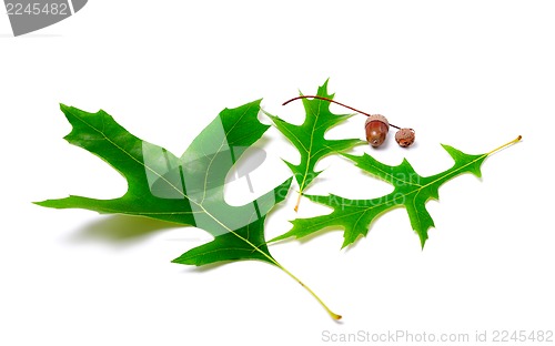 Image of Green oak leaves and acorns