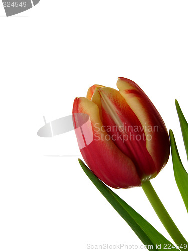 Image of Tulip