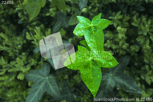 Image of Ivy leaves emerging in Spring