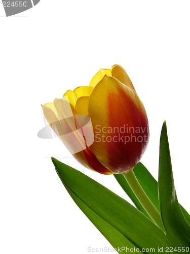 Image of Tulip