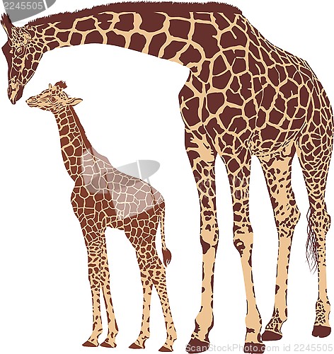 Image of Giraffe mother with cub