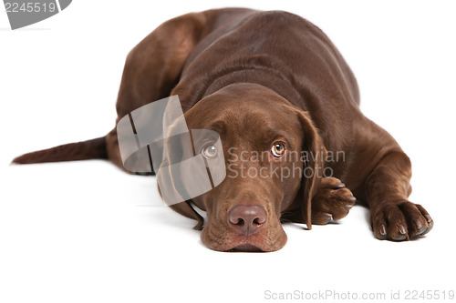 Image of labrador retriever on white background