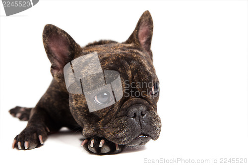 Image of french bulldog portrait - isolated on white