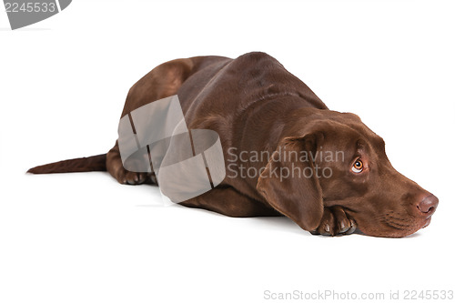 Image of Labrador retriever on white background