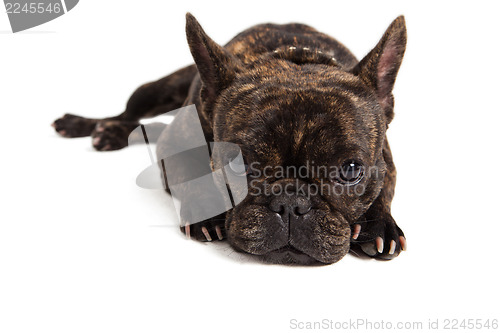 Image of French bulldog portrait - isolated on white