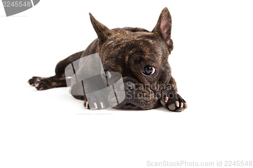 Image of french bulldog portrait - isolated on white