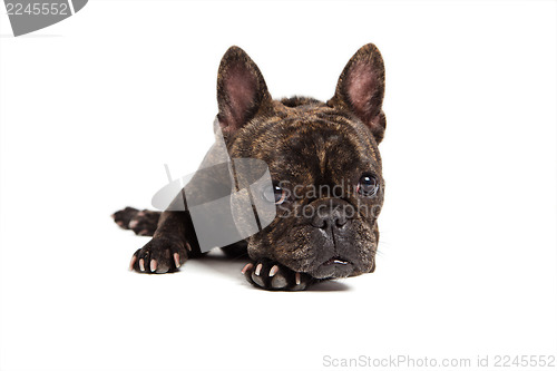 Image of  french bulldog portrait - isolated on white