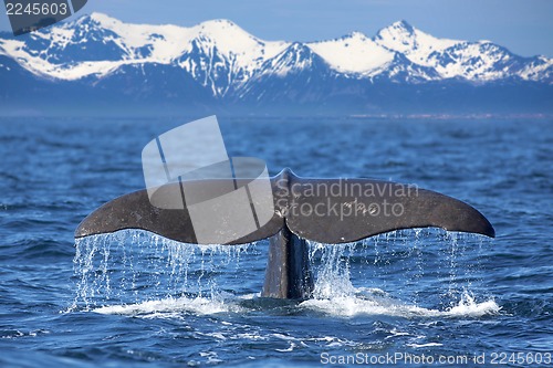 Image of Whale tail