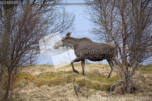 Image of Wild Moose