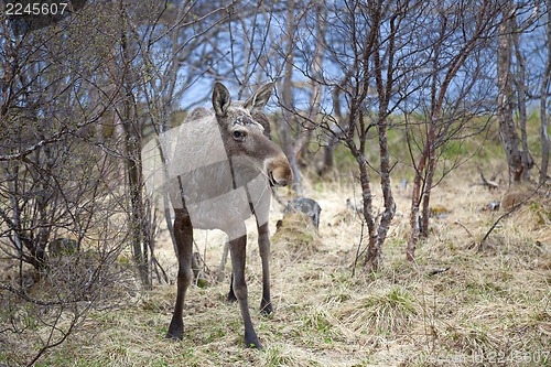 Image of Wild Moose