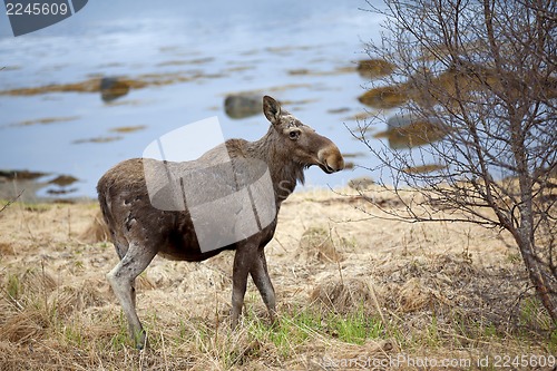 Image of Wild Moose