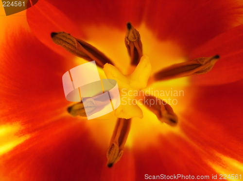 Image of Tulip