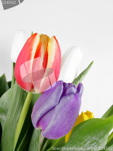 Image of Tulips