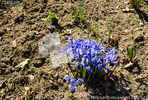 Image of spring dwarf blue iris flower growing garden soil 