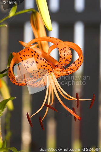 Image of Garden lily