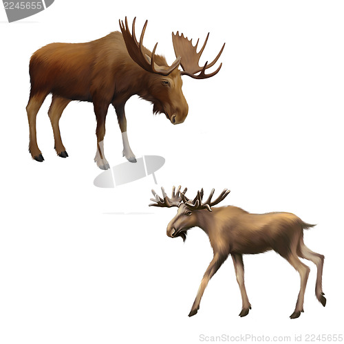 Image of Adult moose without horns,  Isolated Illustration on white background.