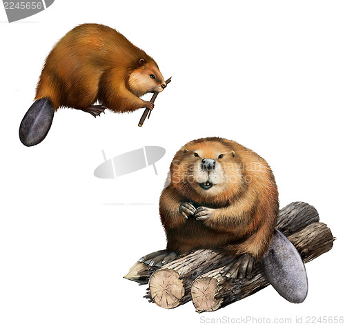 Image of Adult Beaver sitting at logs.  Isolated Illustration on white background.