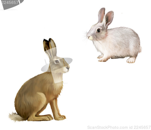 Image of White Rabbit sitting, Gray hare. Isolated illustration