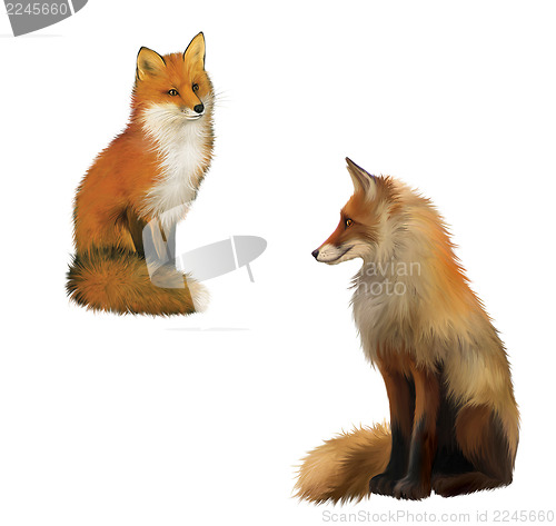 Image of Adult shaggy red Fox sittng with big fluffy tail.  Isolated Illustration on white background.