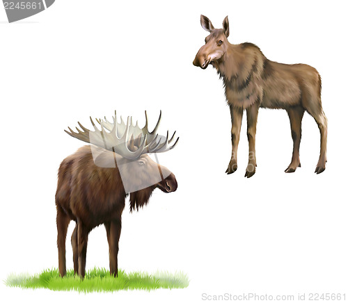 Image of Adult moose with big horns and without, Isolated Illustration on white background.