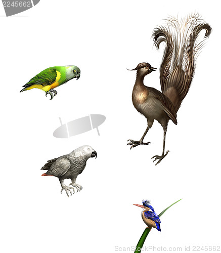 Image of Exotic birds: budgies,Grey Parrot, green Parrot and lyrebird.