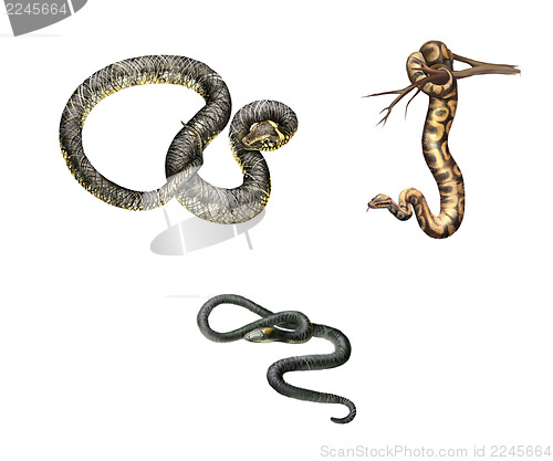 Image of Big Ground Snake (Atractus major), adder, Isolated on white