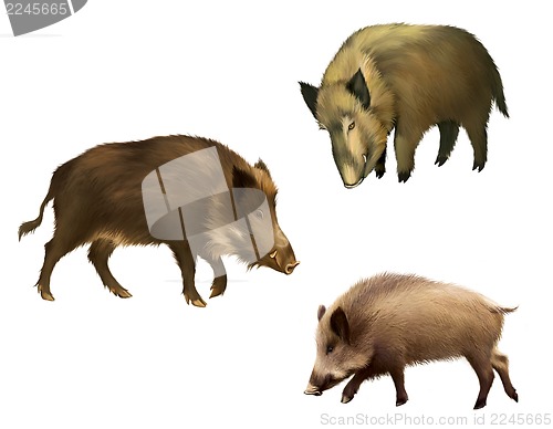 Image of Adult boar. Isolated realistic illustration on white background
