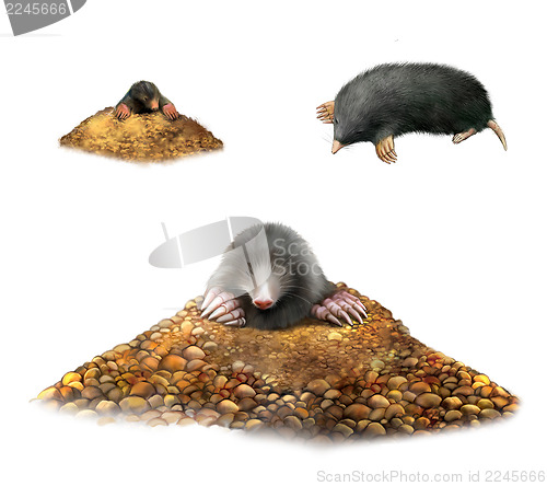 Image of animal Mole in molehill showing claws.  Isolated Illustration on white background.