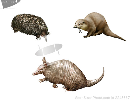 Image of Australian animals: Armadillo, echidna and Otter. Isolated Illustration white background