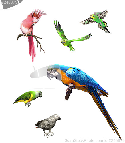 Image of Pink, Gray and green parrot, macaw, Budgerigar, Isolated Illustration on white background.