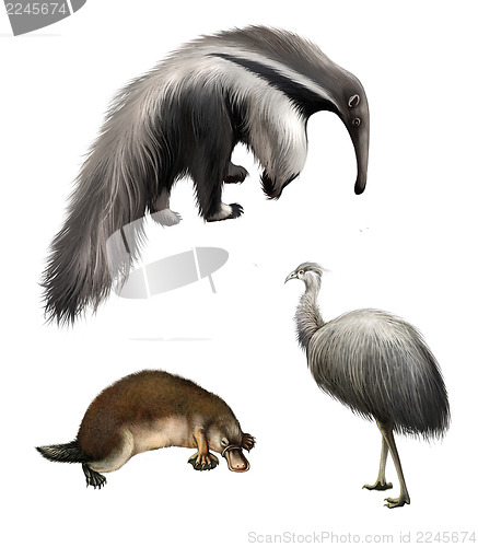 Image of Giant anteater, Ostrich Emu and platypus, Isolated on white background.