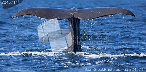 Image of Whale tail