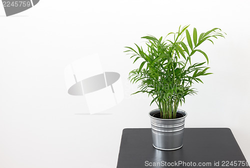 Image of Green plant on a wooden table