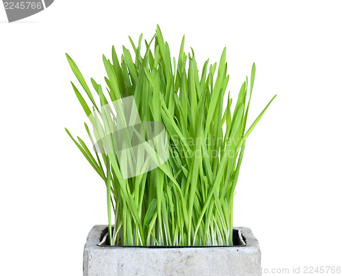 Image of Fresh wheatgrass in square pot