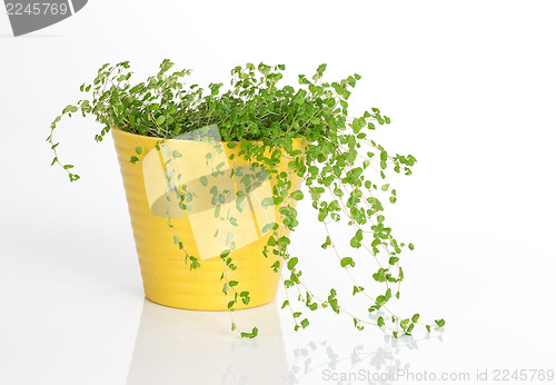 Image of Green plant in yellow pot