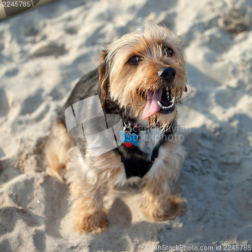 Image of Borkie Dog at the Beach