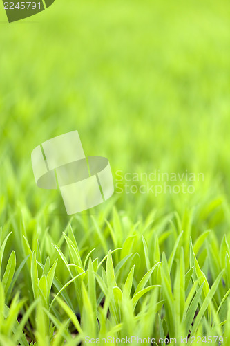 Image of Green Grass Foliage