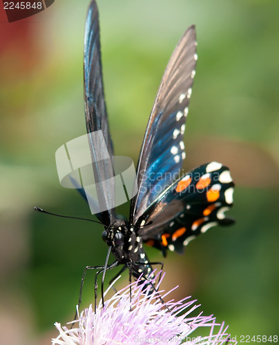 Image of butterfly perked up