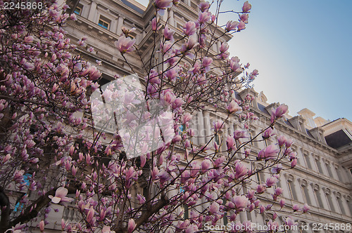 Image of magnolia tree in springtime