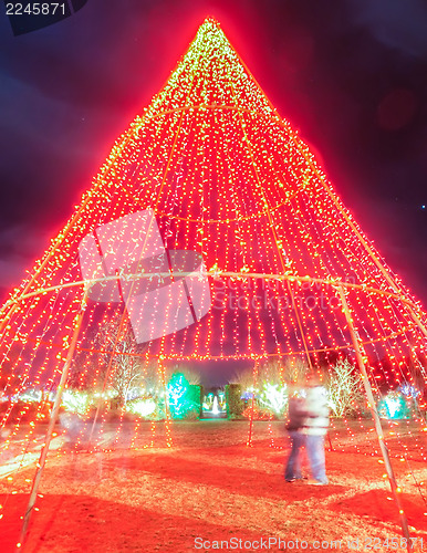 Image of garden night scene at christmas time in the carolinas