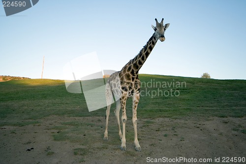 Image of solitary giraffe