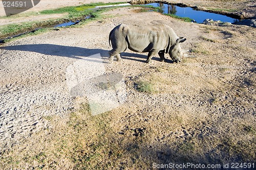 Image of White rhinoceros