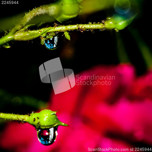 Image of rose bud after rain